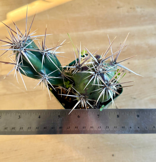 4-inch Opuntia invicta SH159 | Corynopuntia invicta