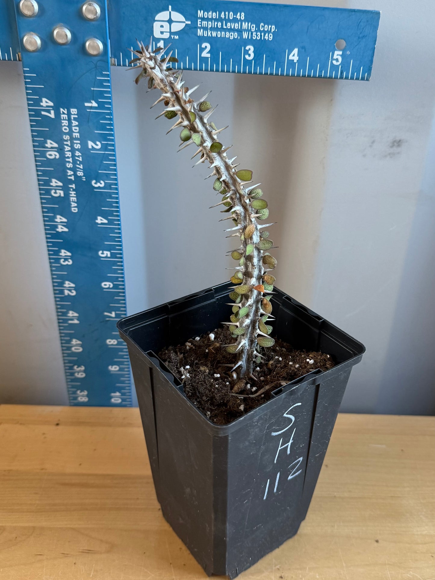 Madagascar Ocotillo SH112 | Alluaudia procera