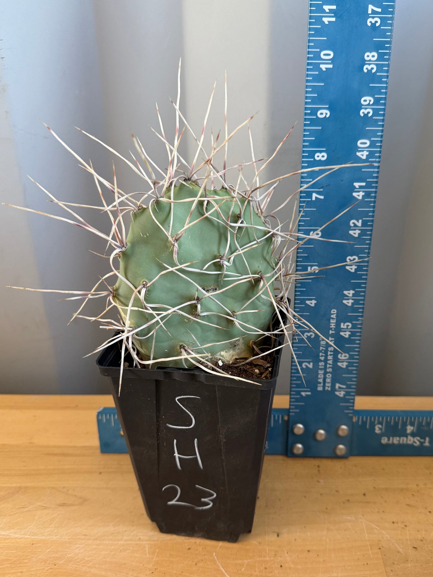 Opuntia sulphurea' SH23 | Sulphur Prickly Pear