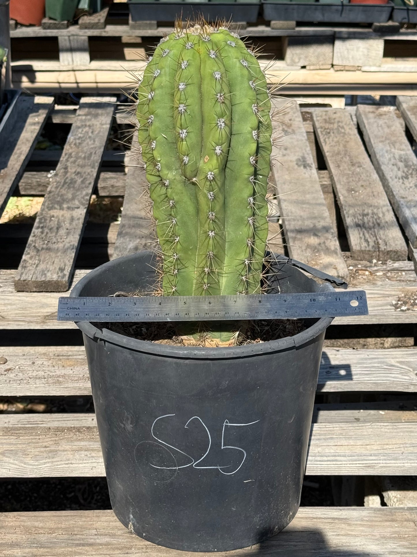 Echinopsis terscheckii S25