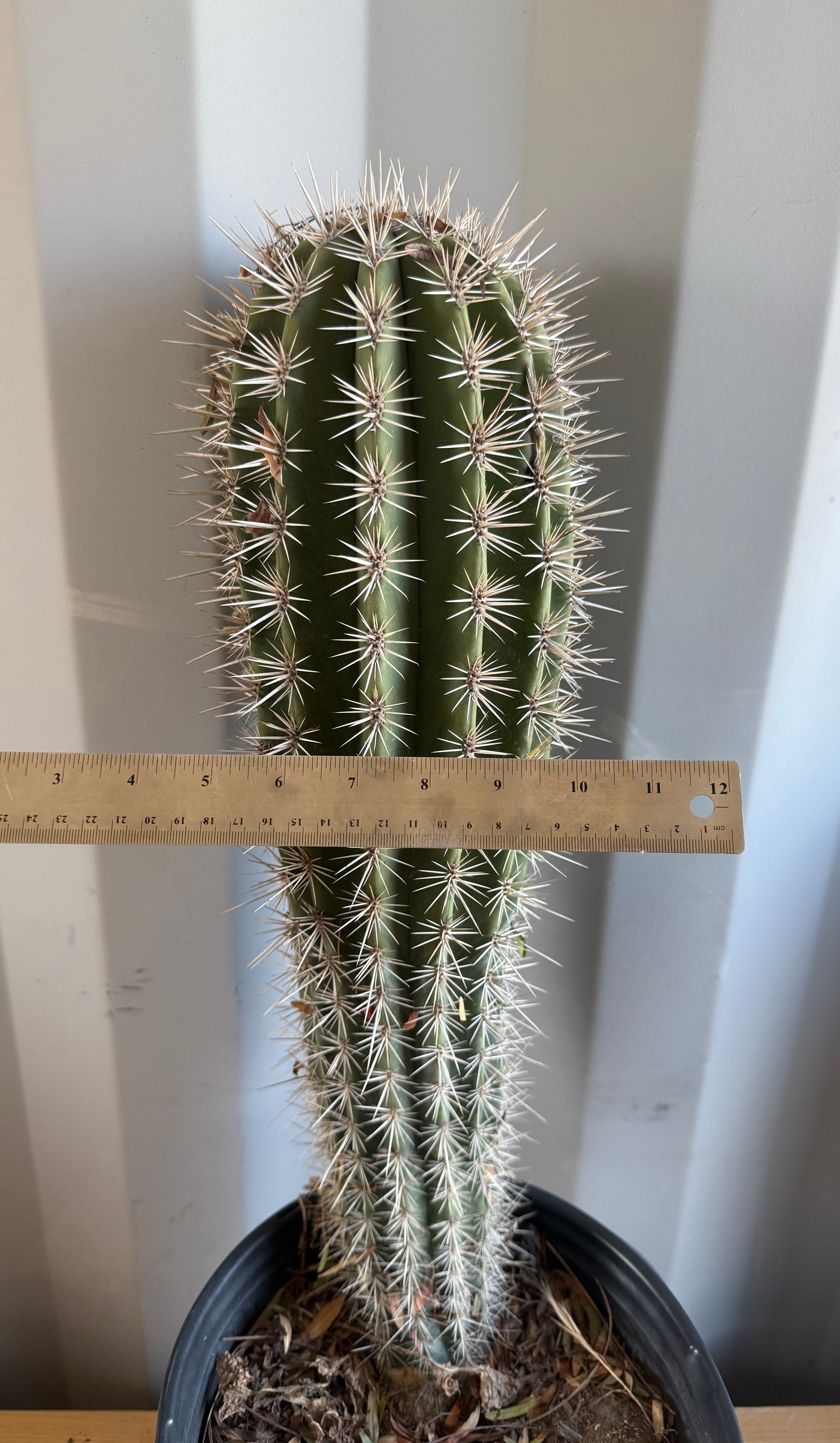Pachycereus pringlei SH45 | Mexican Giant Cactus