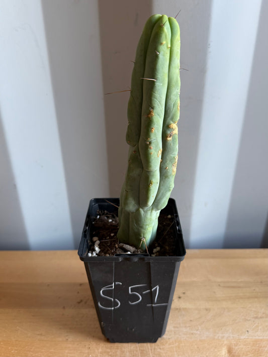 4-inch Landscape Monstrose Cactus S51