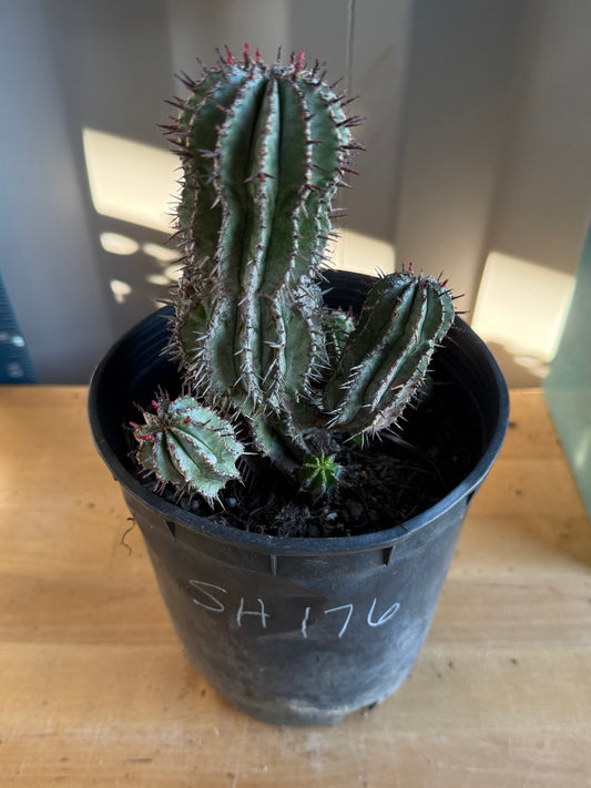 Euphorbia horrida var. noorsveldensis SH176