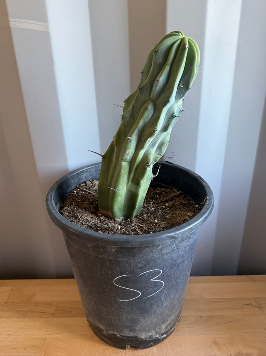 Myrtillocactus geometrizans S3