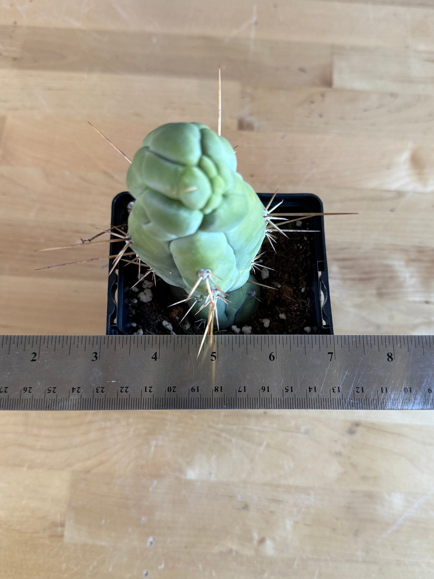 Bruce’s Dragon Cactus SH4