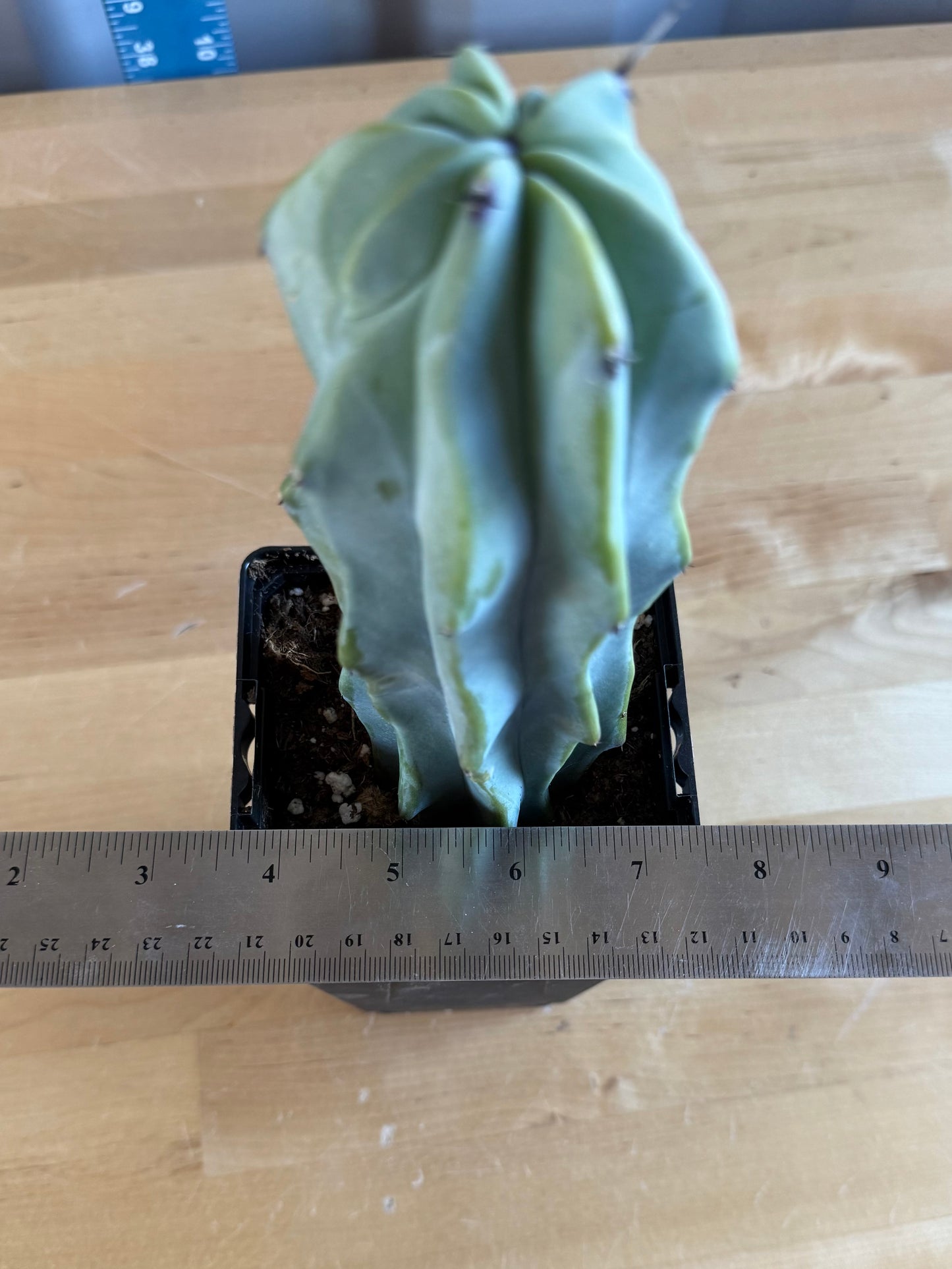 Myrtillocactus geometrizans SH13