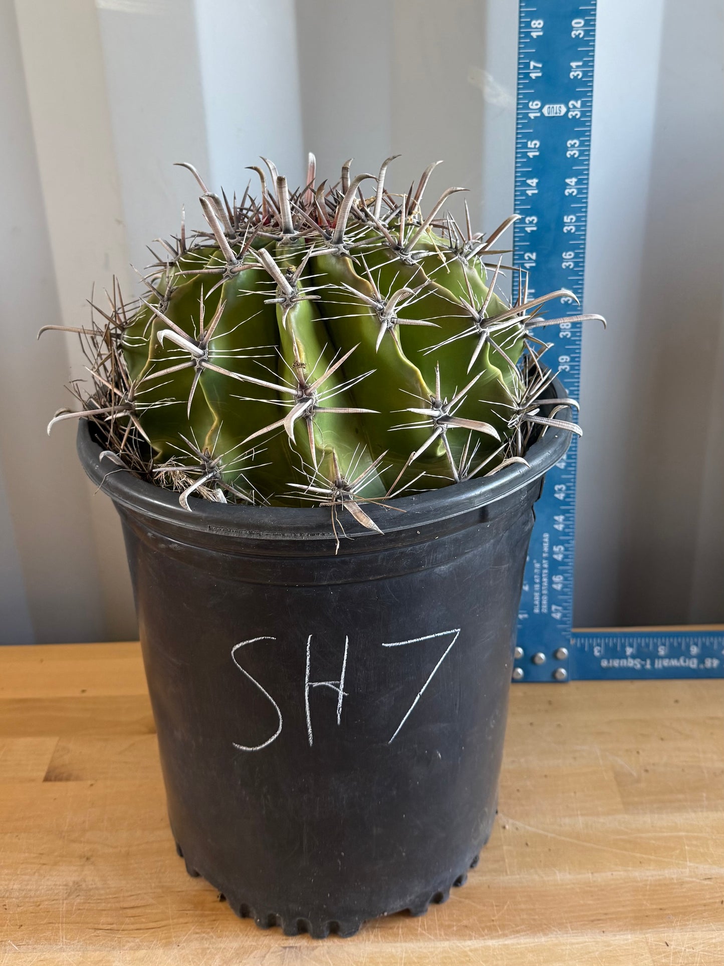 Large Ferocactus herrerae | Twisted Barrel Cactus SH7
