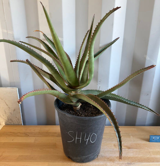 5gal Aloe rupestris SH40