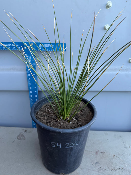 5gal Mexican Grass SH202 | Dasylirion longissimum