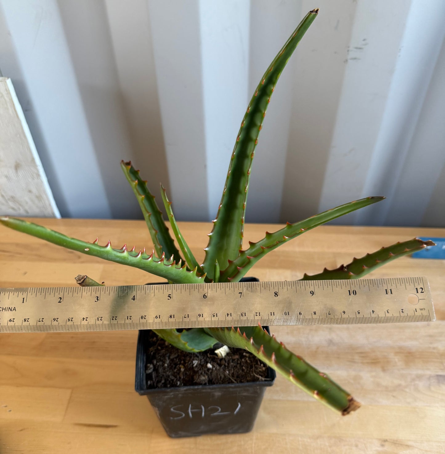 Aloe camperi SH21