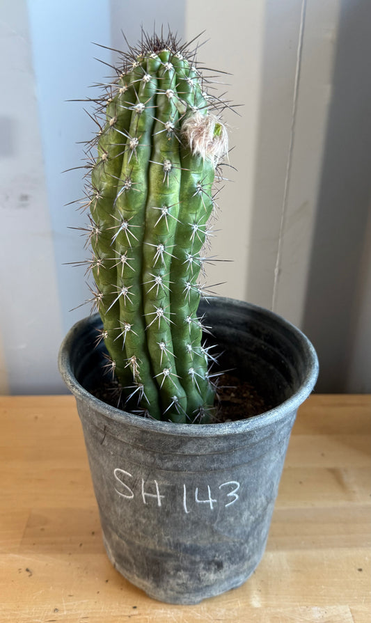 Trichocereus thelegonus SH143