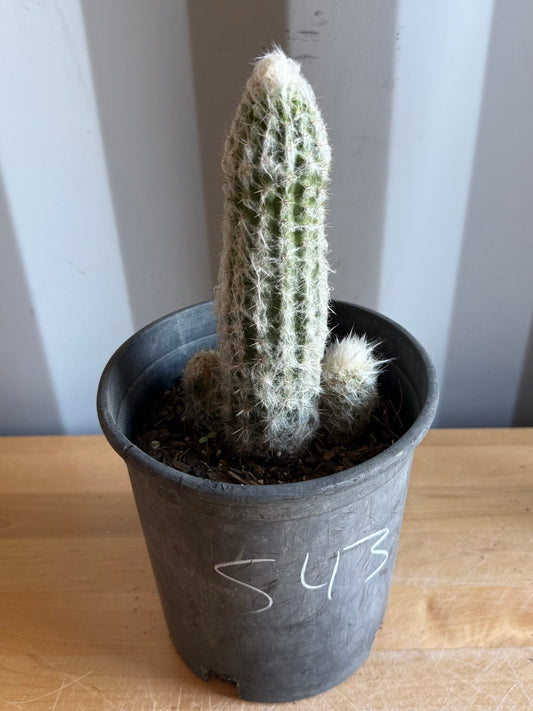 Old Man of the Andes | Oreocereus doelzianus S43