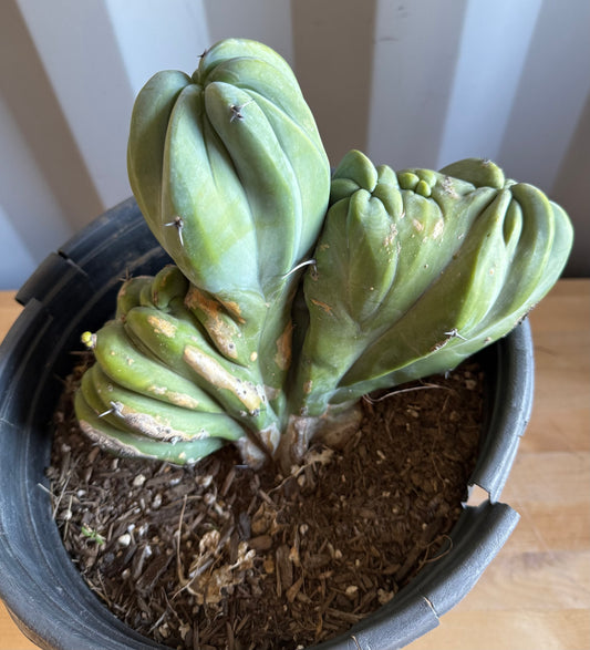 Myrtillocactus geometrizans ‘cristata’ Large Form S1