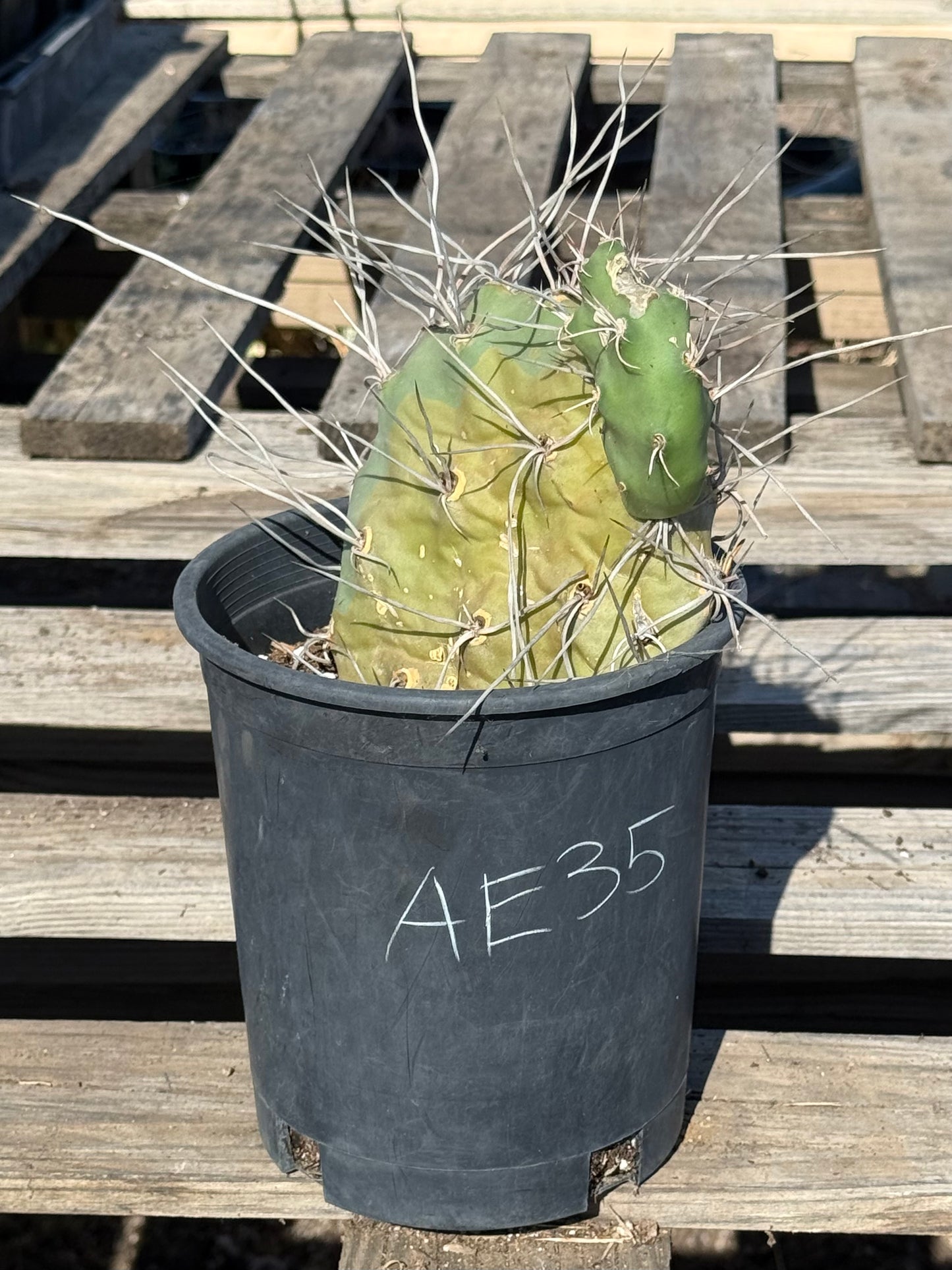 Opuntia sulphurea' AE35 | Sulphur Prickly Pear