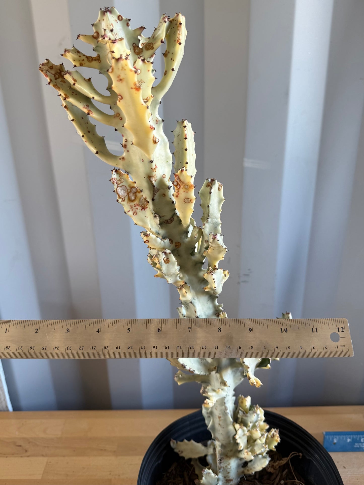 5gal ‘Dragon Bones’ | Euphorbia lactea variegata ‘White Ghost’ SH34