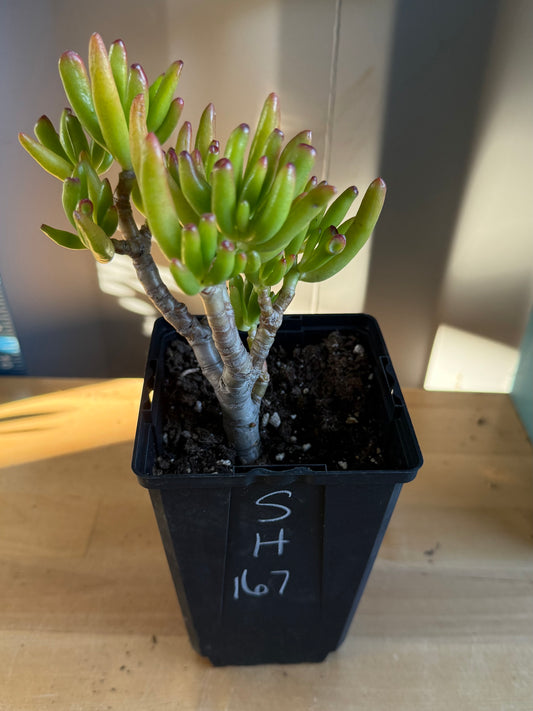 'ET Fingers' Jade SH167 | Crassula ovata 'Gollum'