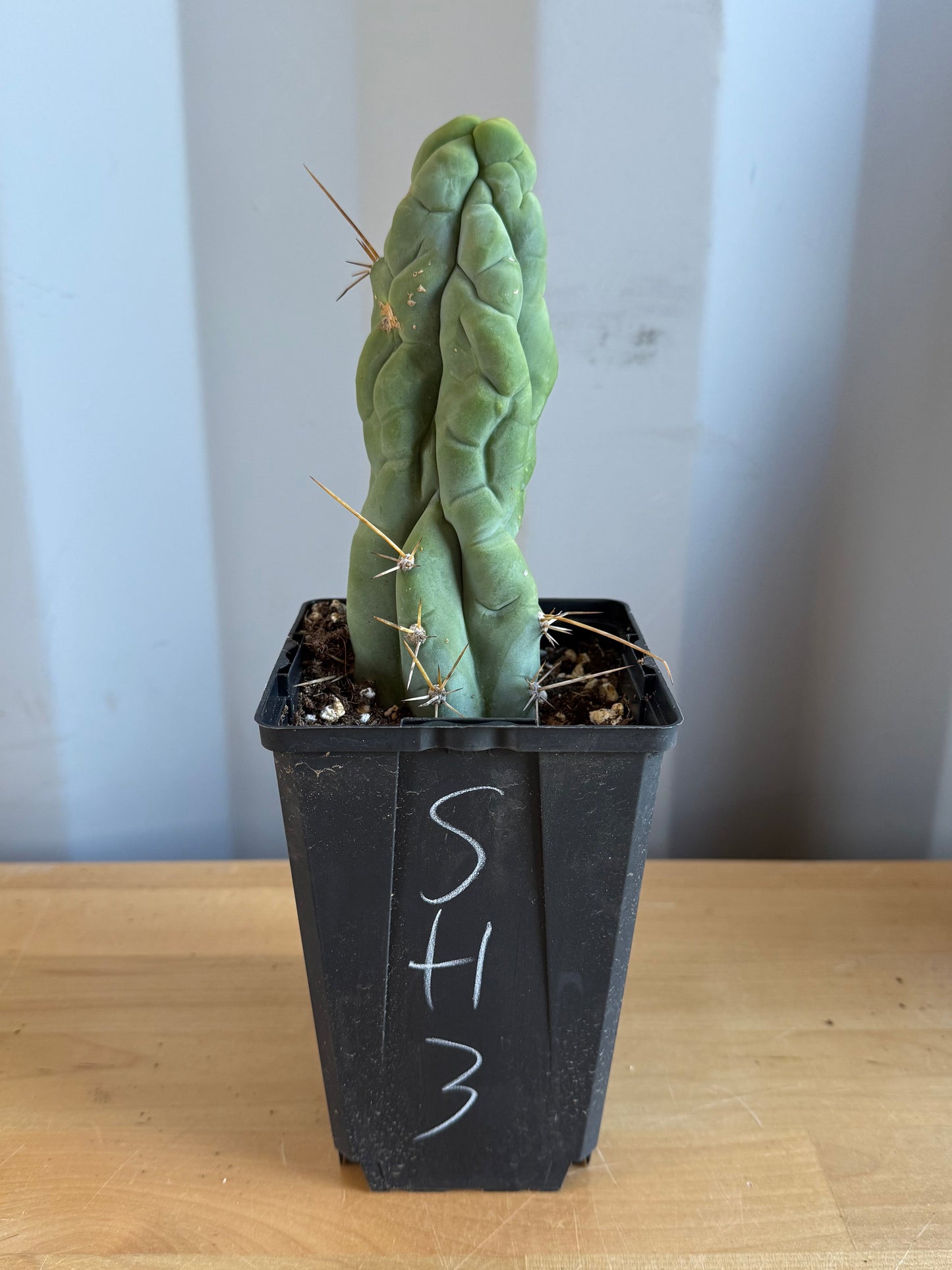 Bruce’s Dragon Cactus SH3