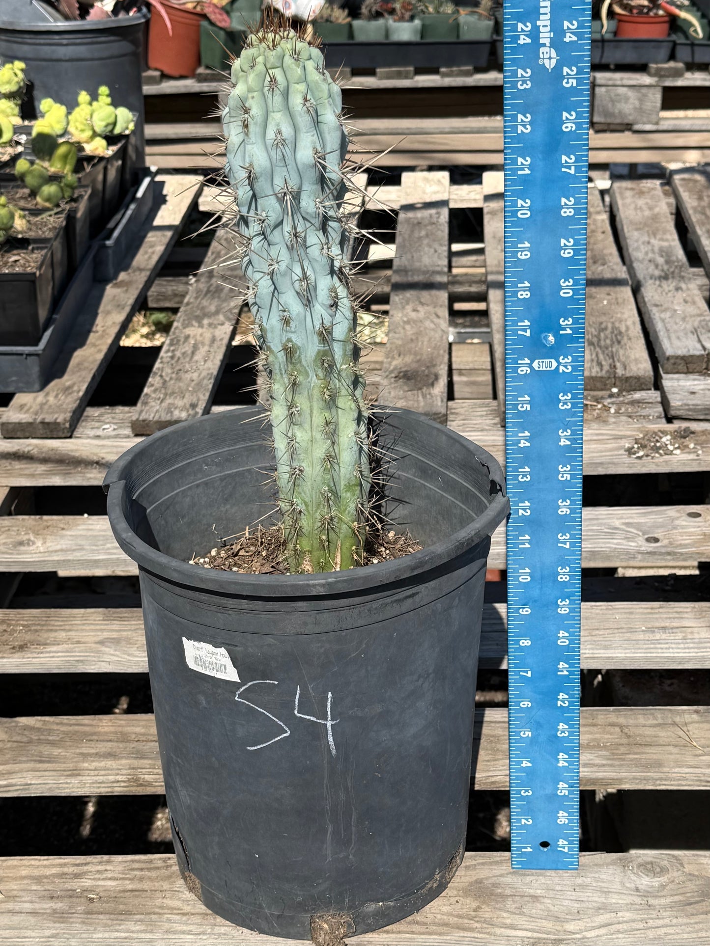 Browningia hertlingiana S4 | Blue Cereus