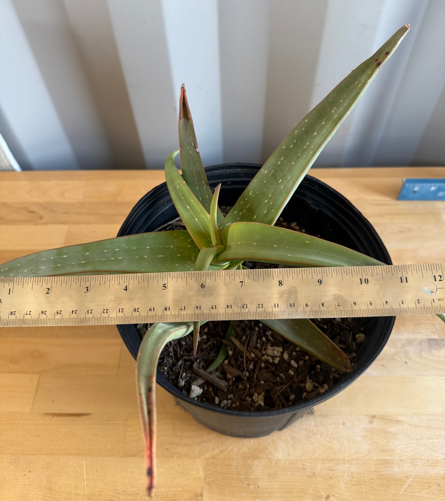 Aloe inermis SH5