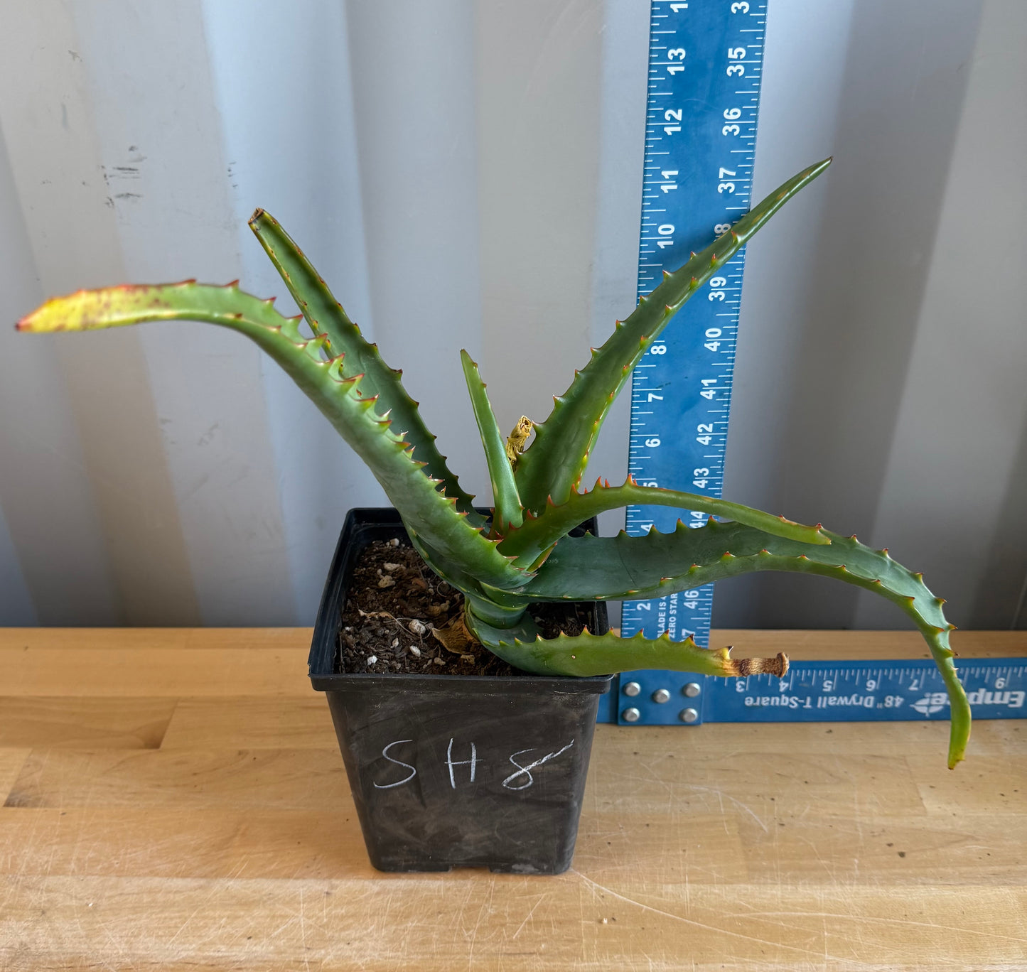 Aloe camperi SH8
