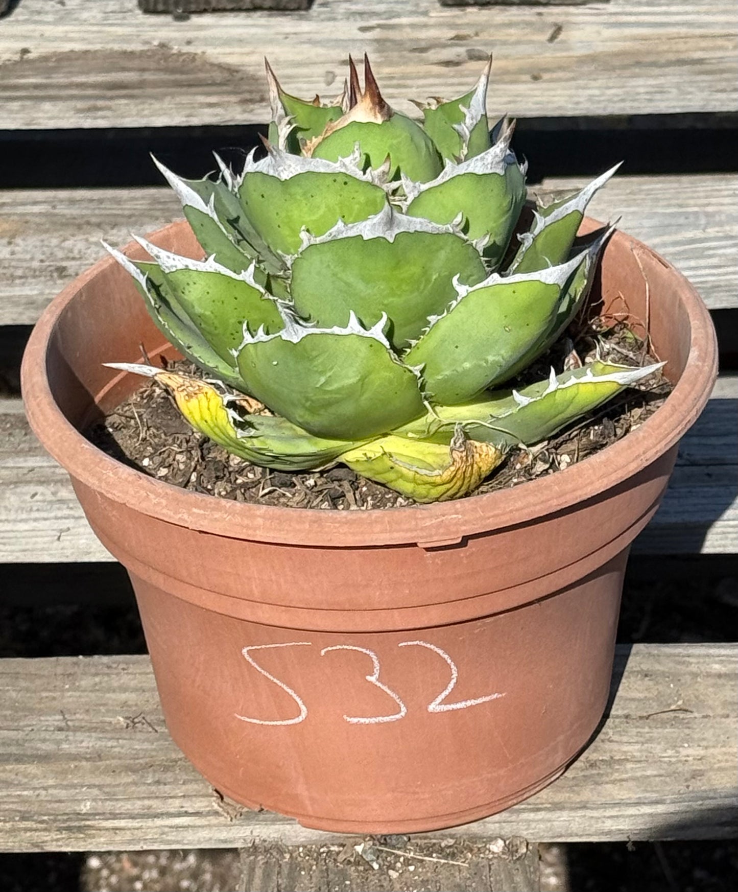 Agave titanota S32