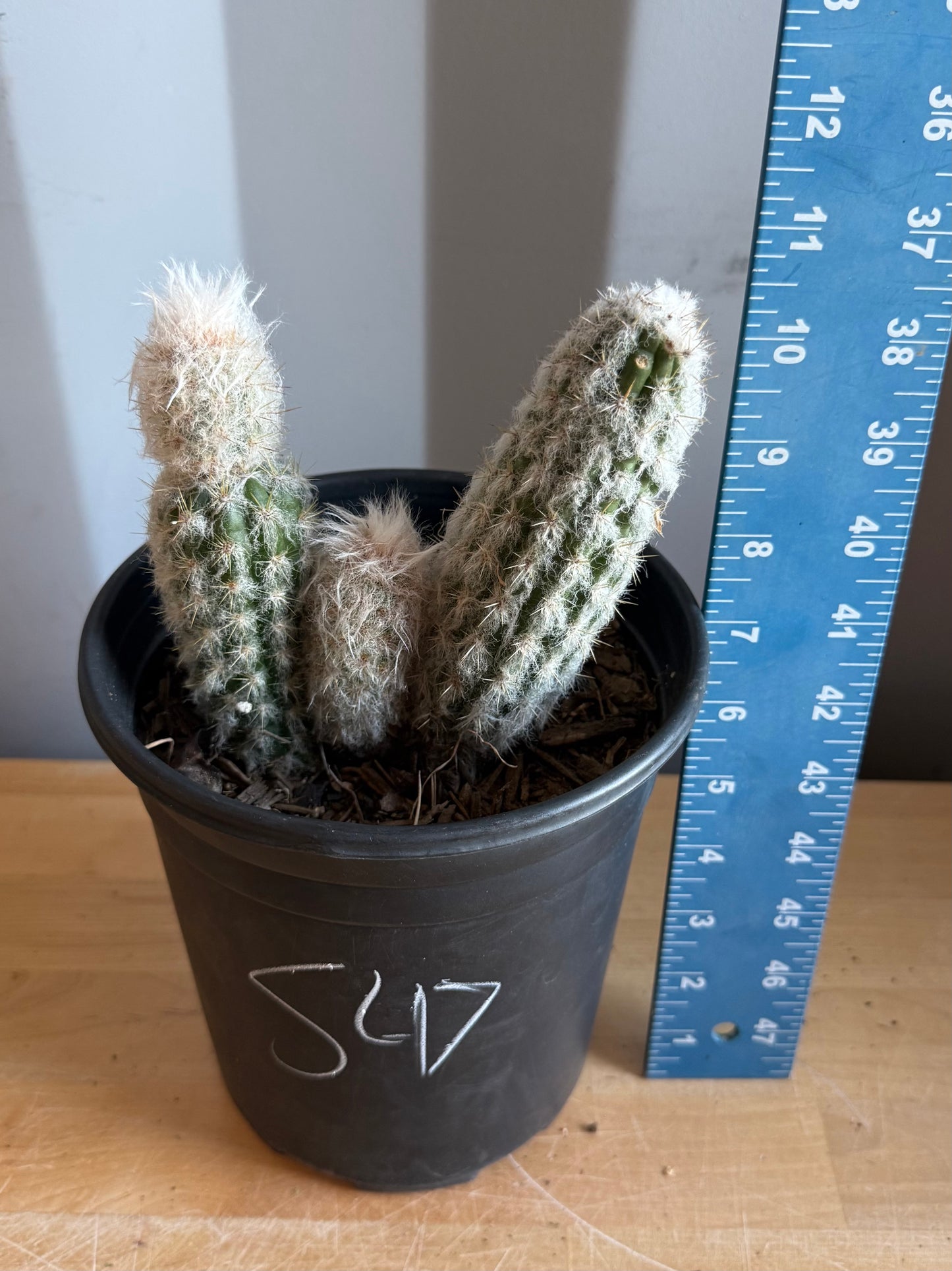 Old Man of the Andes | Oreocereus doelzianus S47