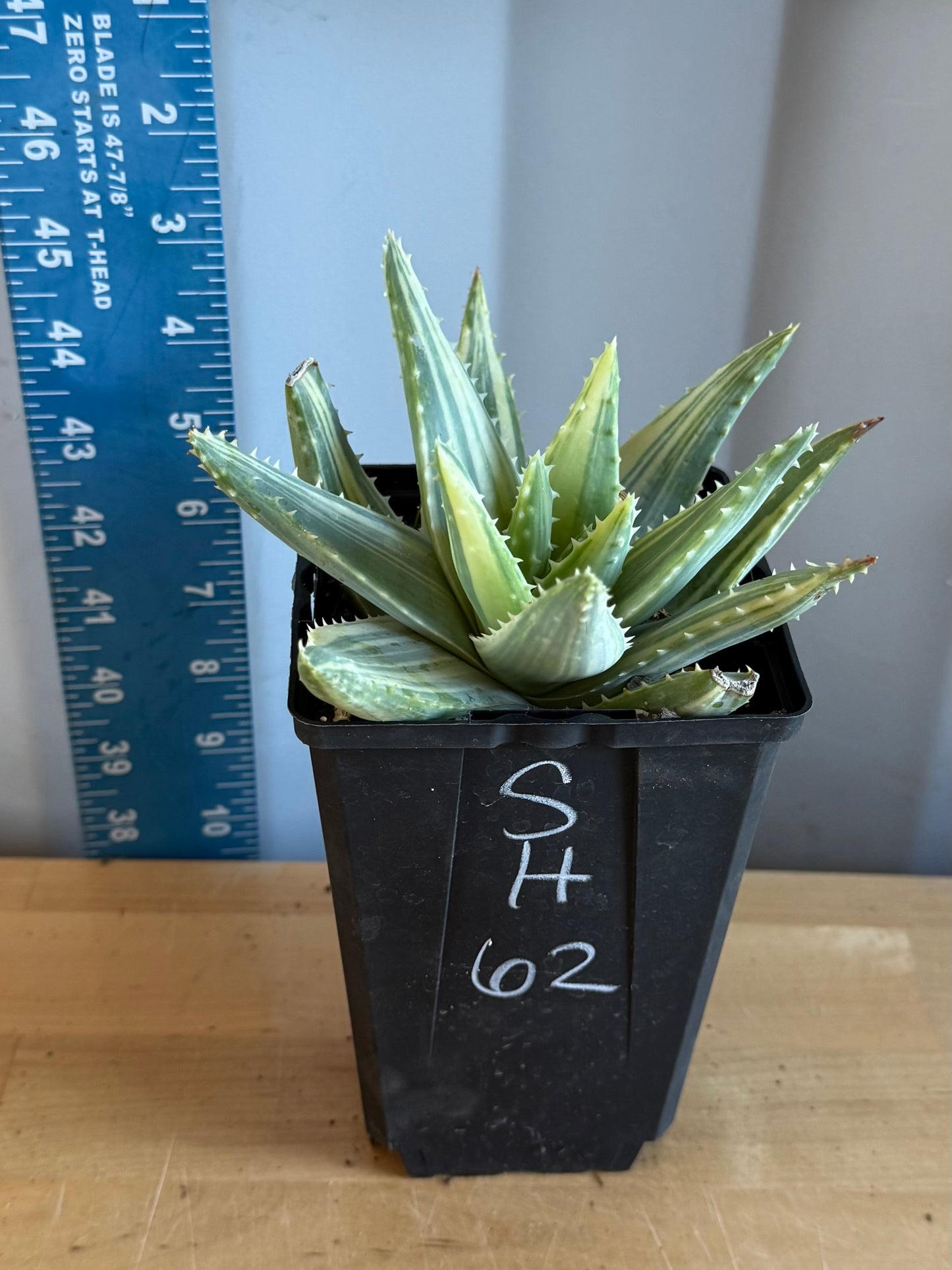 4-inch Variegated Aloe brevifolia SH62