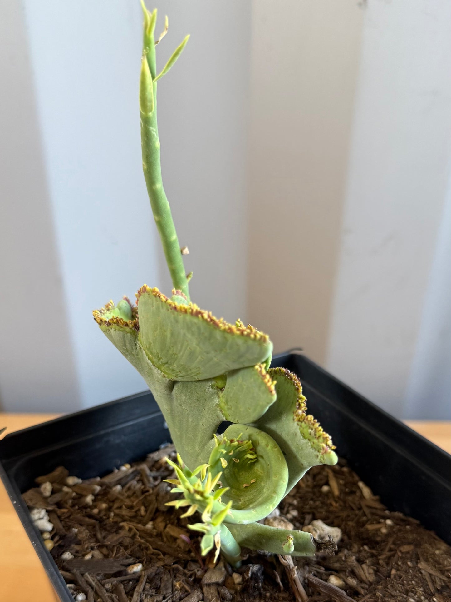 Crested Euphorbia mauritanica SH19
