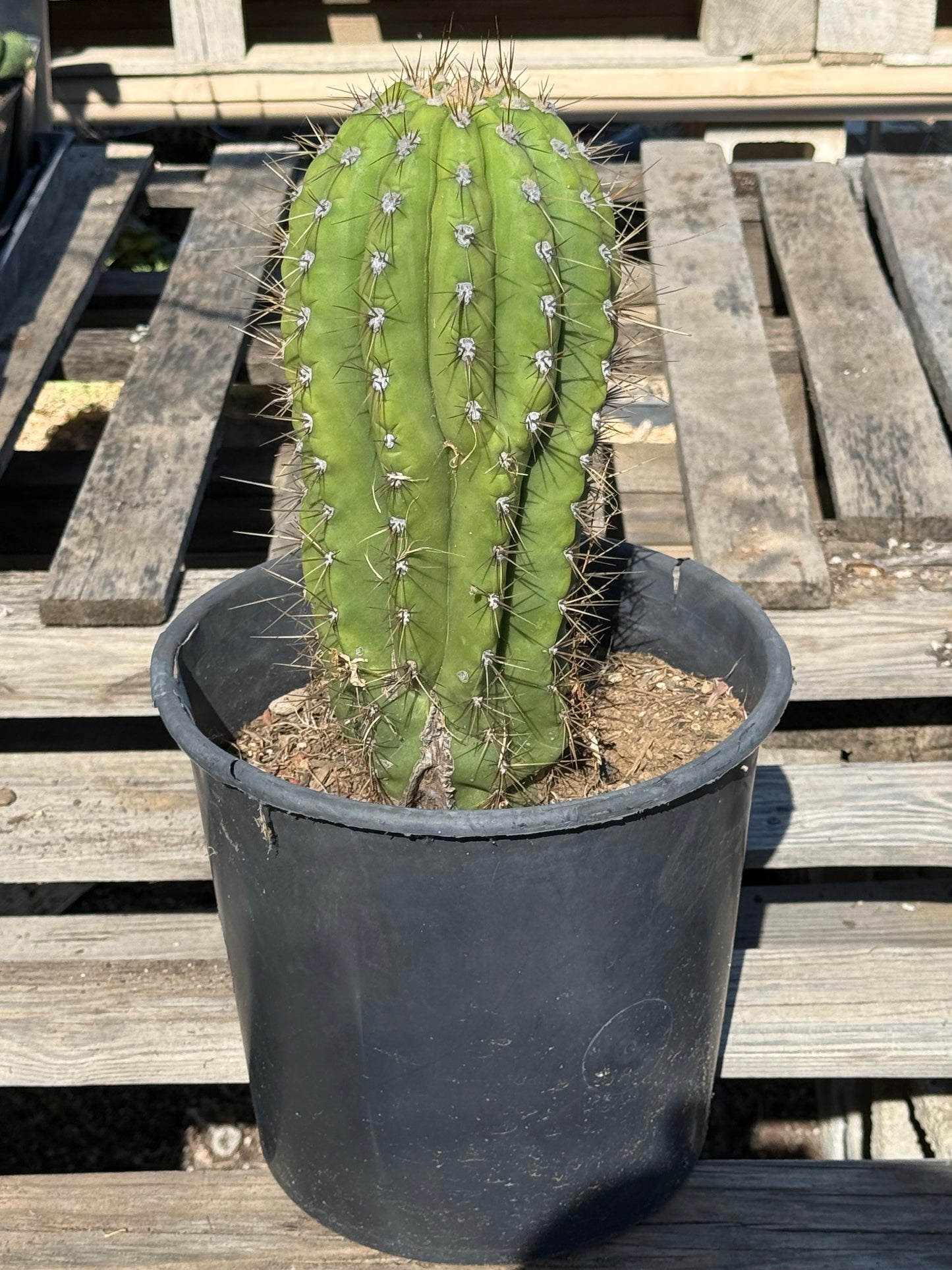 Echinopsis terscheckii S25