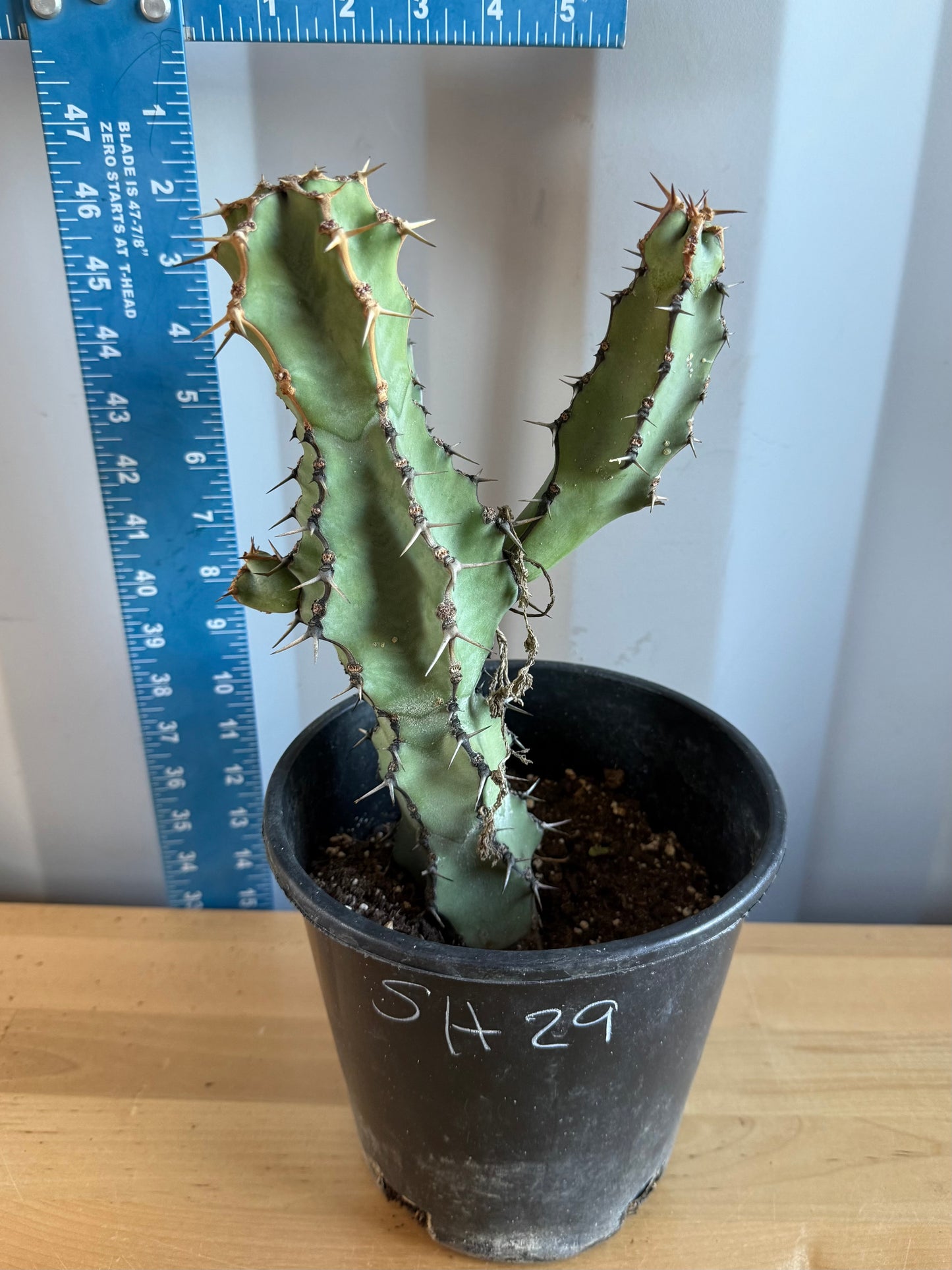 Euphorbia coerulescens SH29