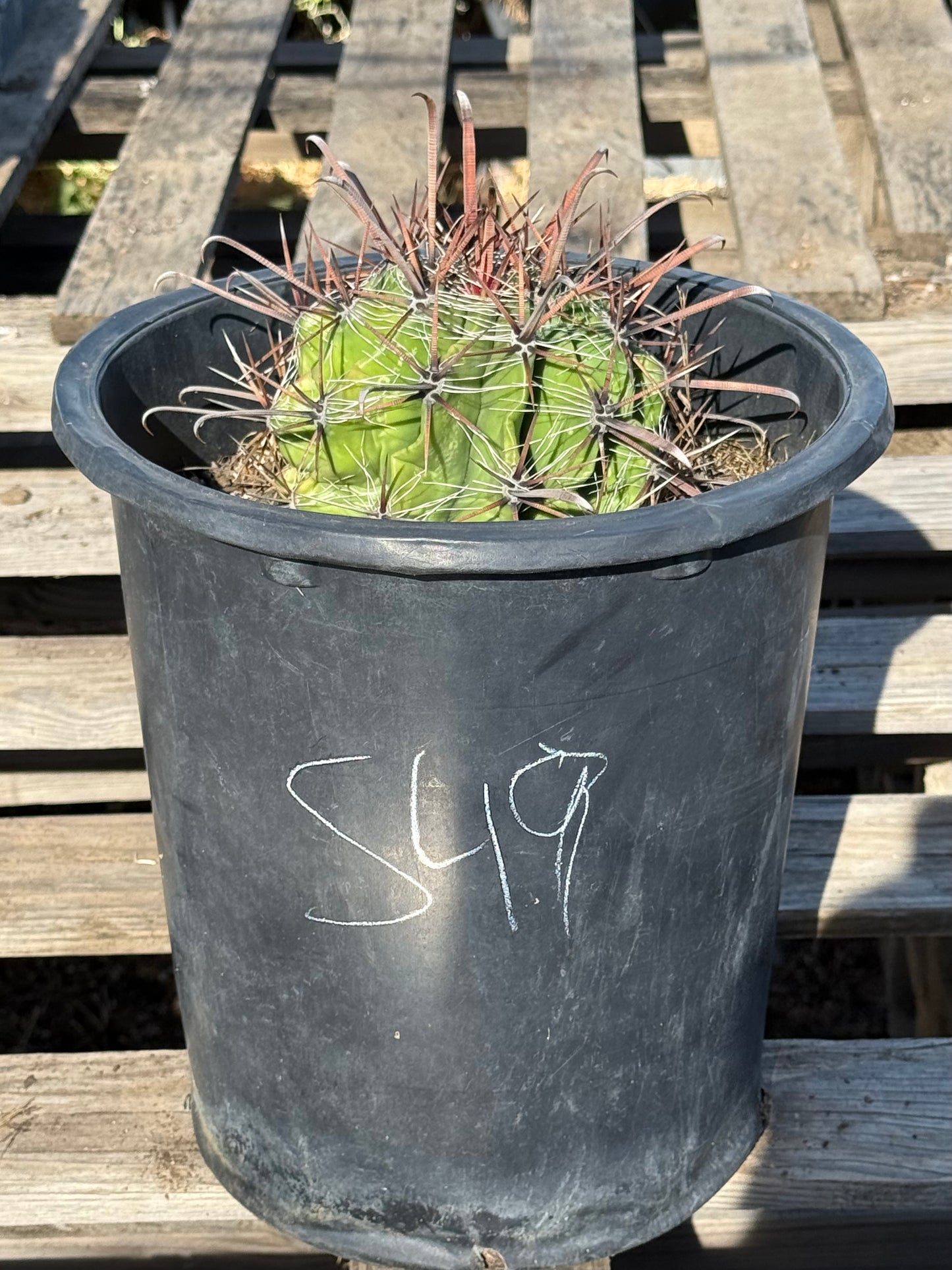 Ferocactus herrerae | Twisted Barrel Cactus S49