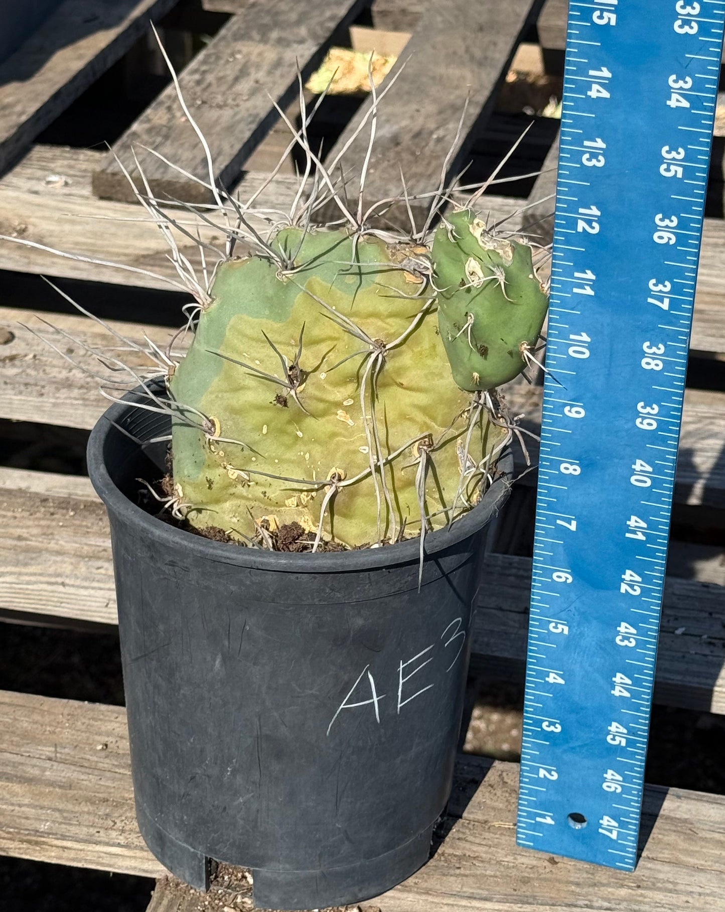 Opuntia sulphurea' AE35 | Sulphur Prickly Pear