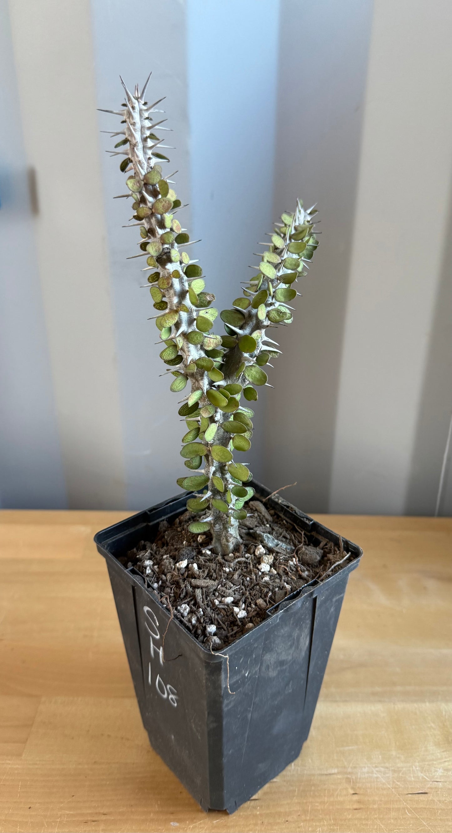 Madagascar Ocotillo SH108 | Alluaudia procera