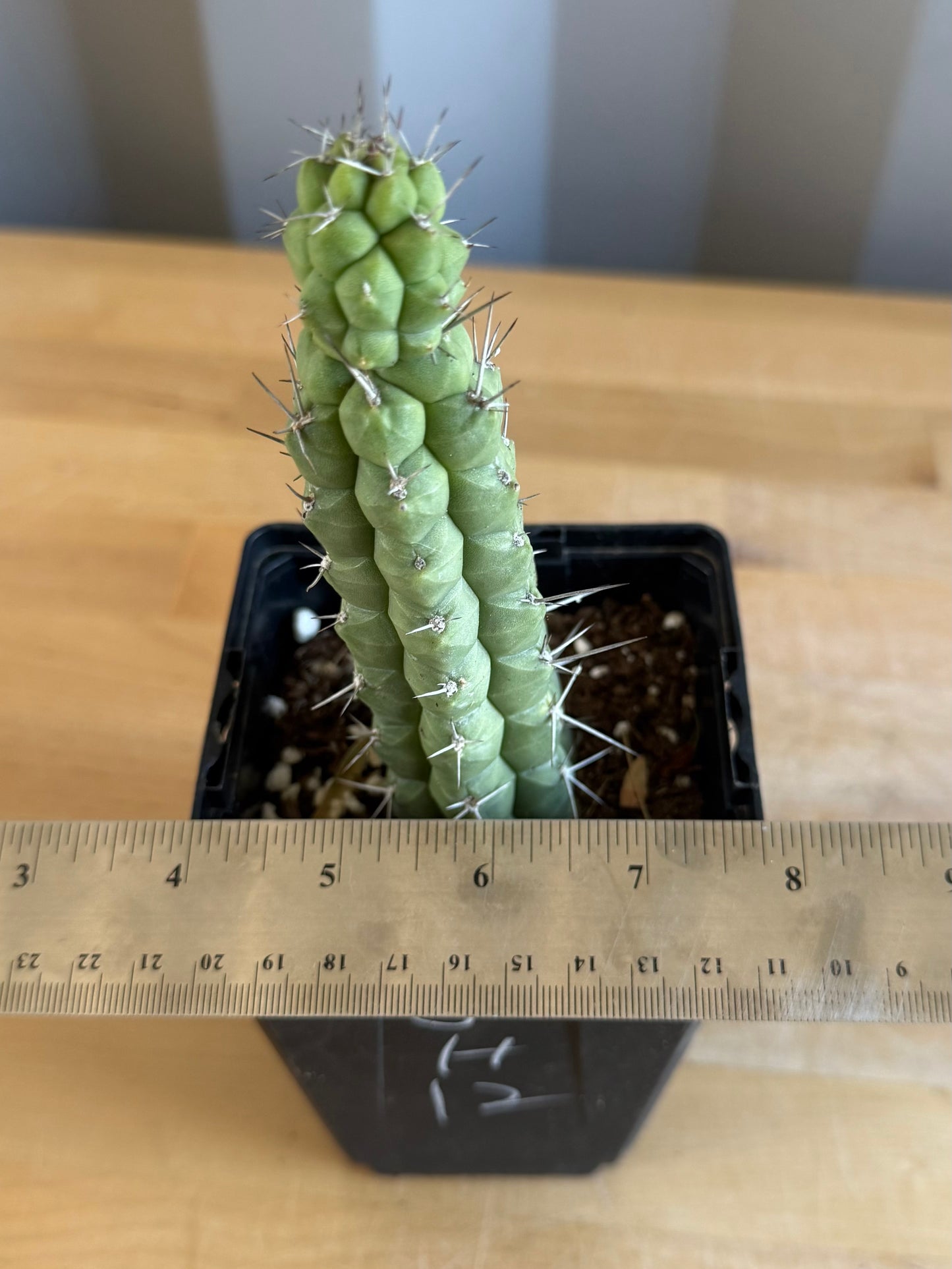 4-inch Rauhocereus riosaniensis SH12 | Rauhocereus riosaniensis ssp. jaenensis