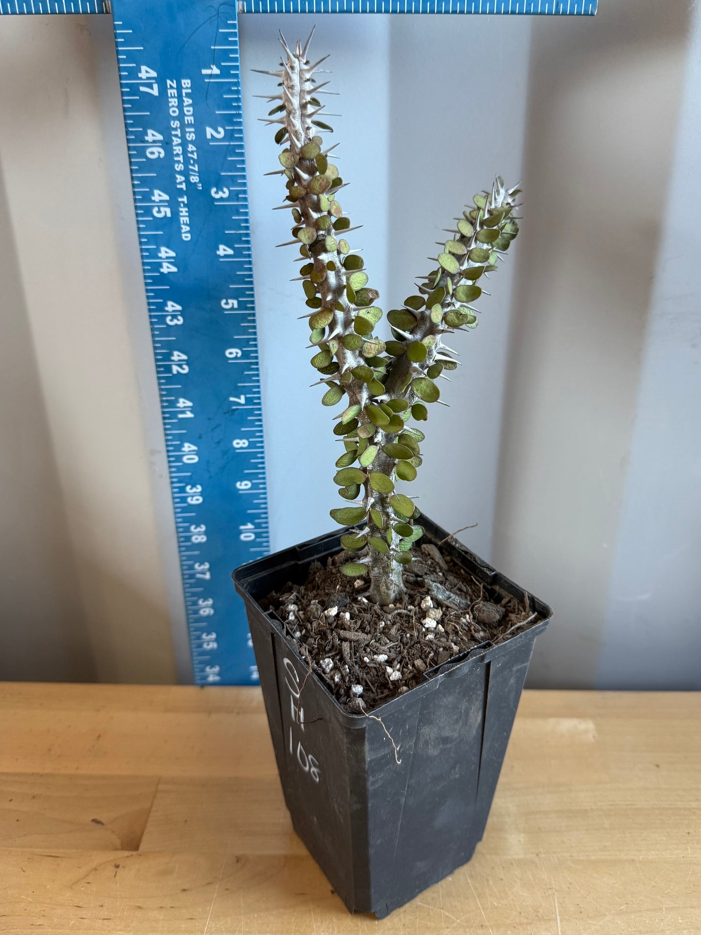 Madagascar Ocotillo SH108 | Alluaudia procera