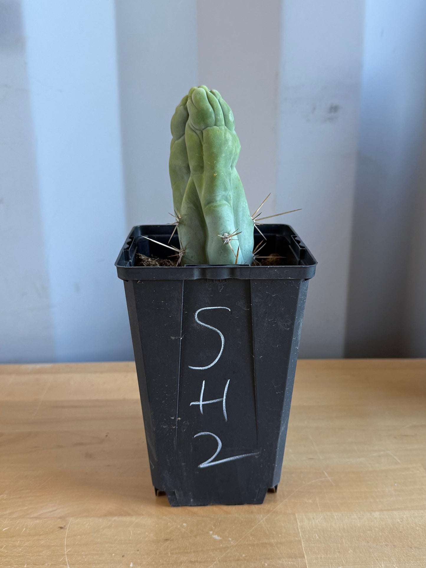 Bruce’s Dragon Cactus SH2