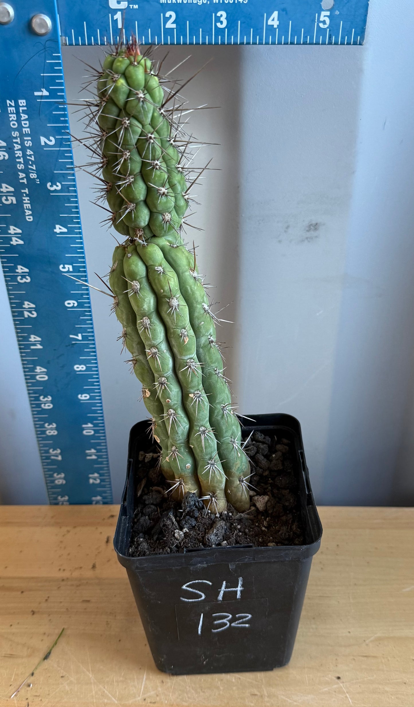 Trichocereus chiloensis SH132