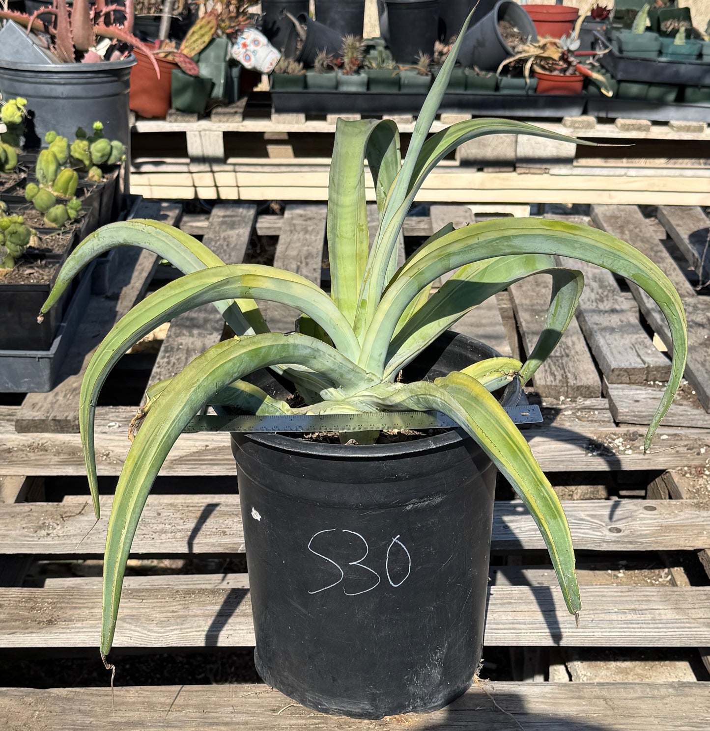 5-gal Variegated Octopus Agave S30 | Agave vilmoriniana