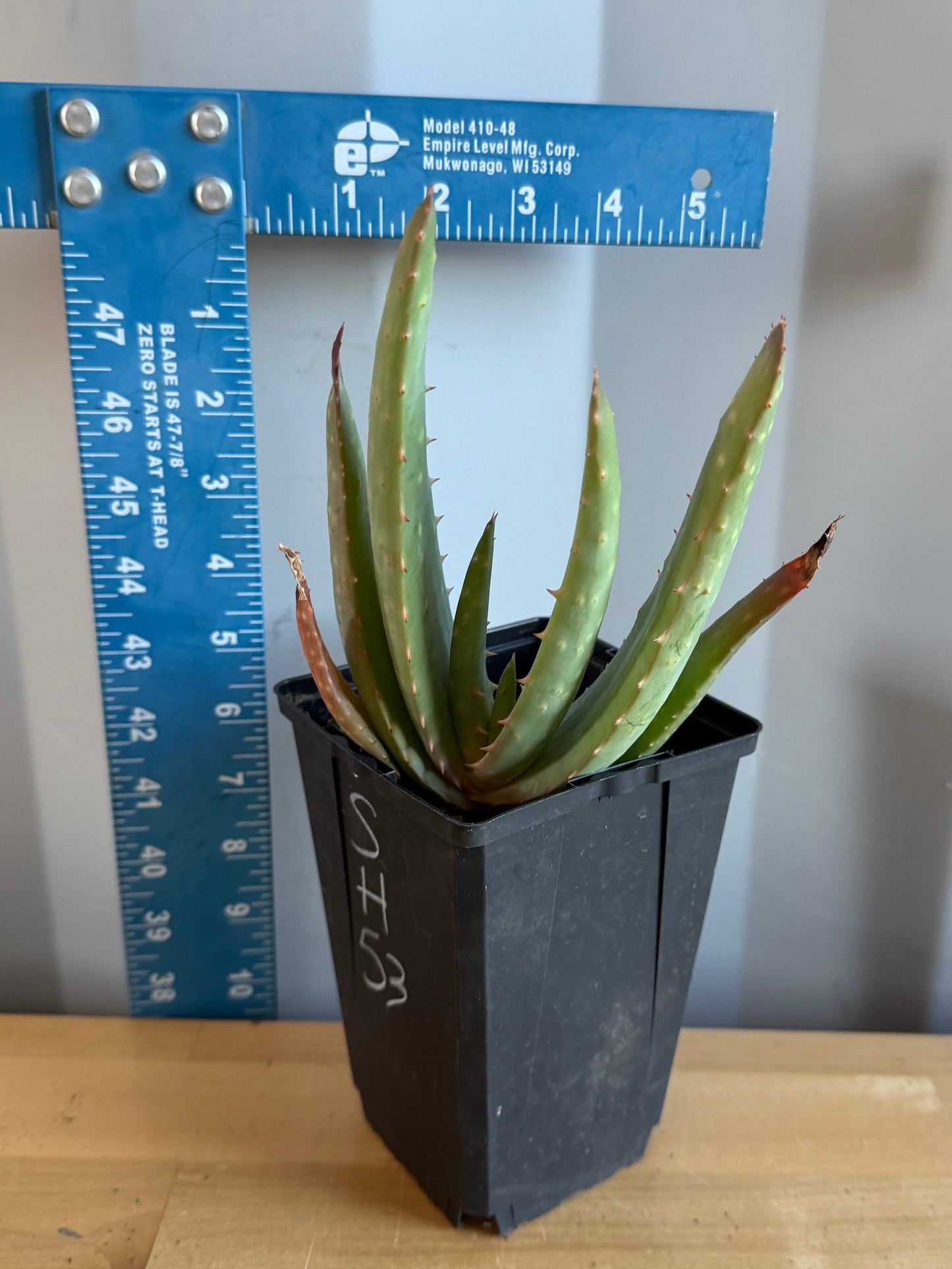 4-inch Aloe hybrid SH53 | Aloe marlothi x aloe striata