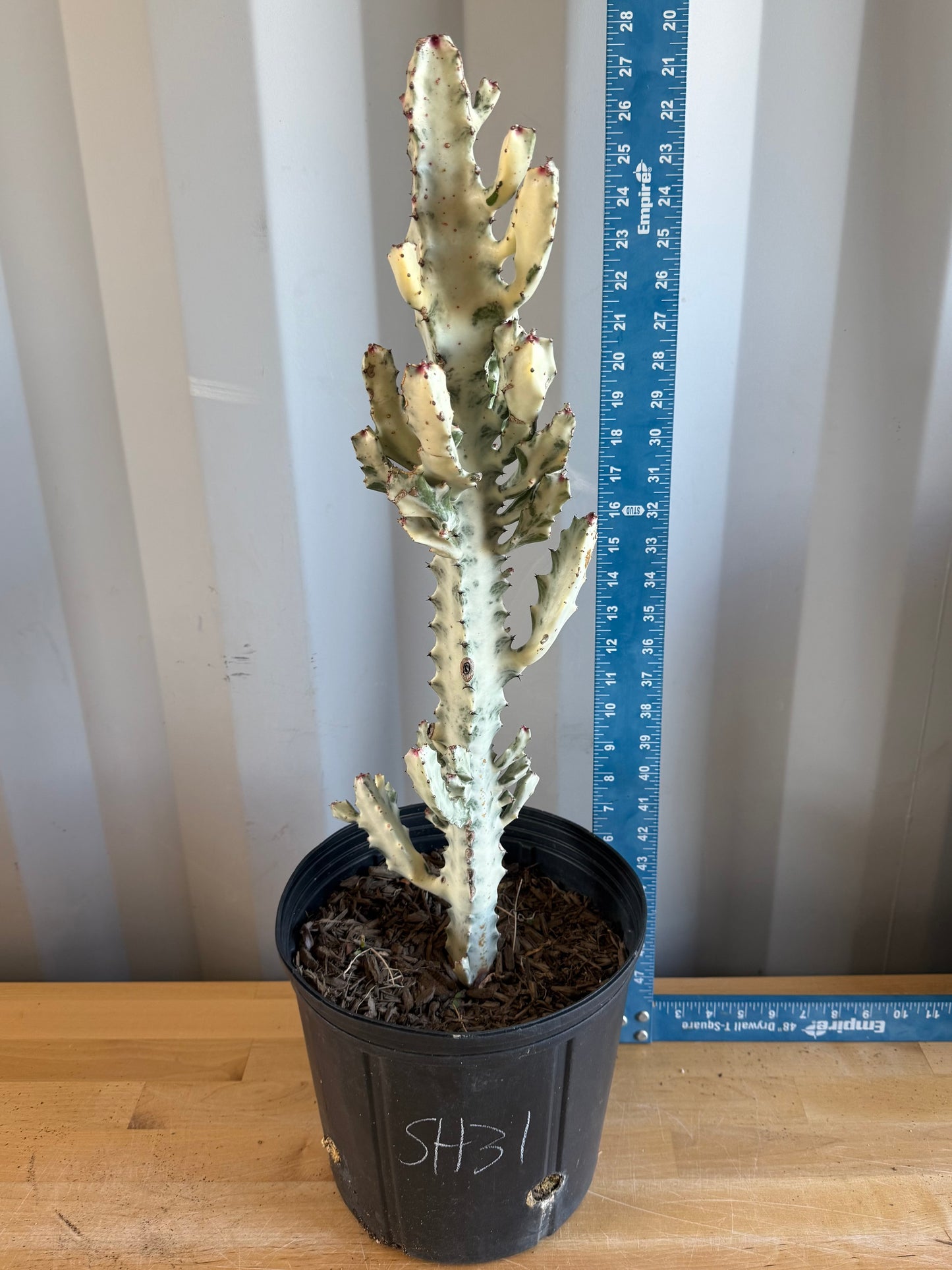 5gal ‘Dragon Bones’ | Euphorbia lactea variegata ‘White Ghost’ SH31