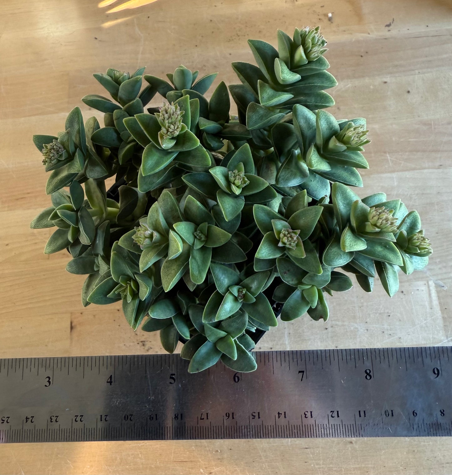 4-inch Crassula ‘Springtime’ SH175