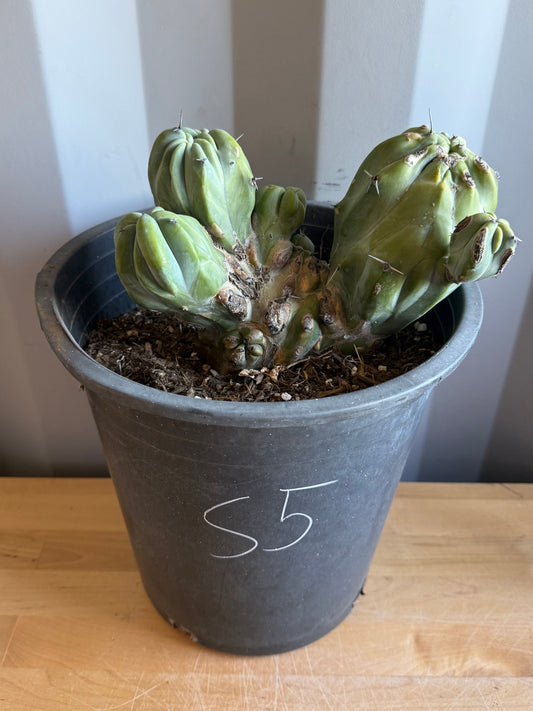 Myrtillocactus geometrizans ‘cristata’ Large Form S5