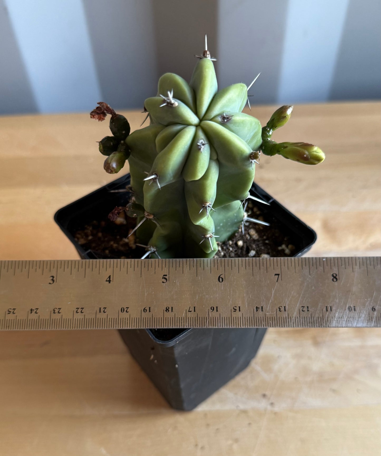 4-inch Myrtillocactus geometrizans S58
