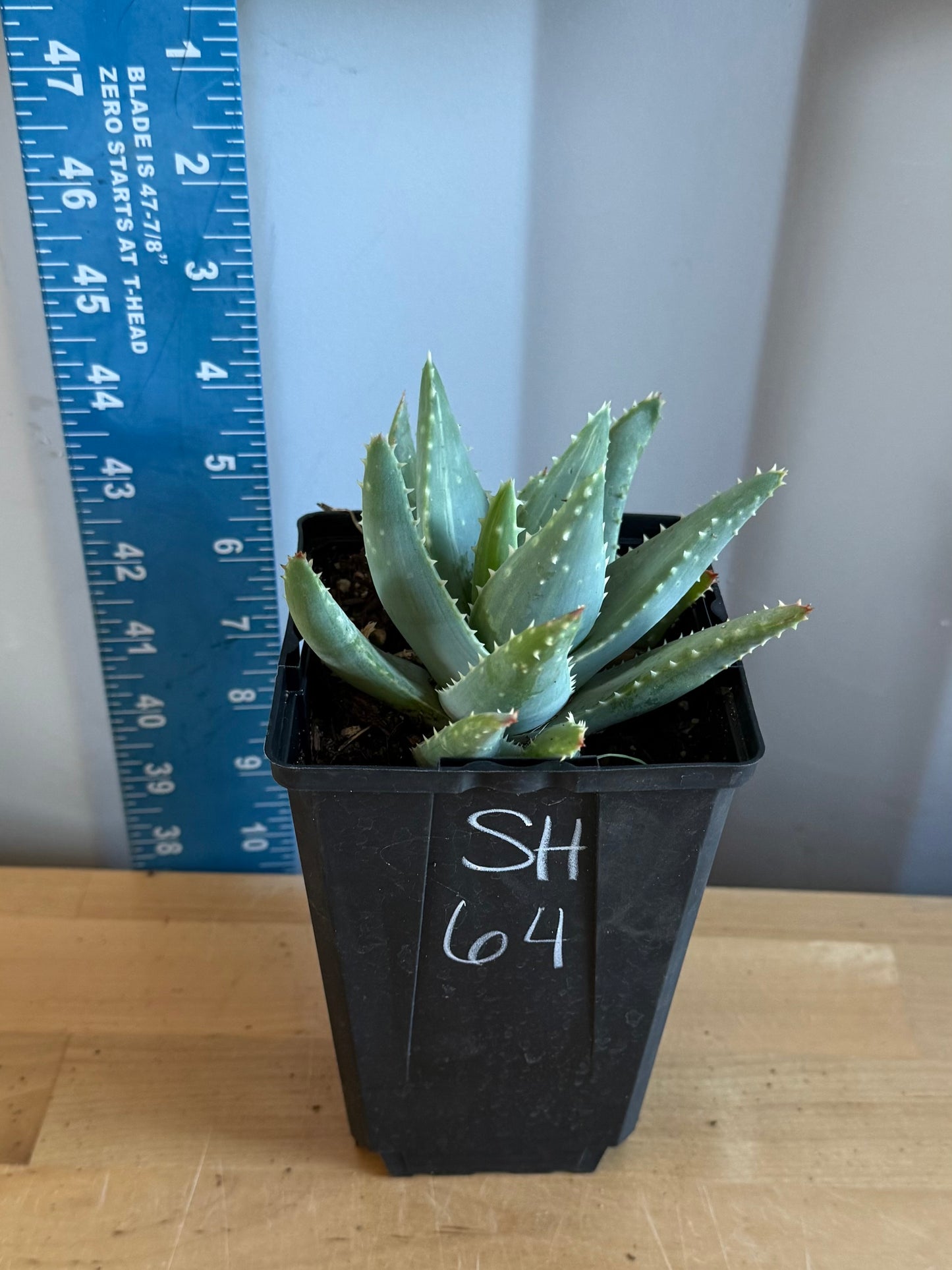 4-inch Variegated Aloe brevifolia SH64