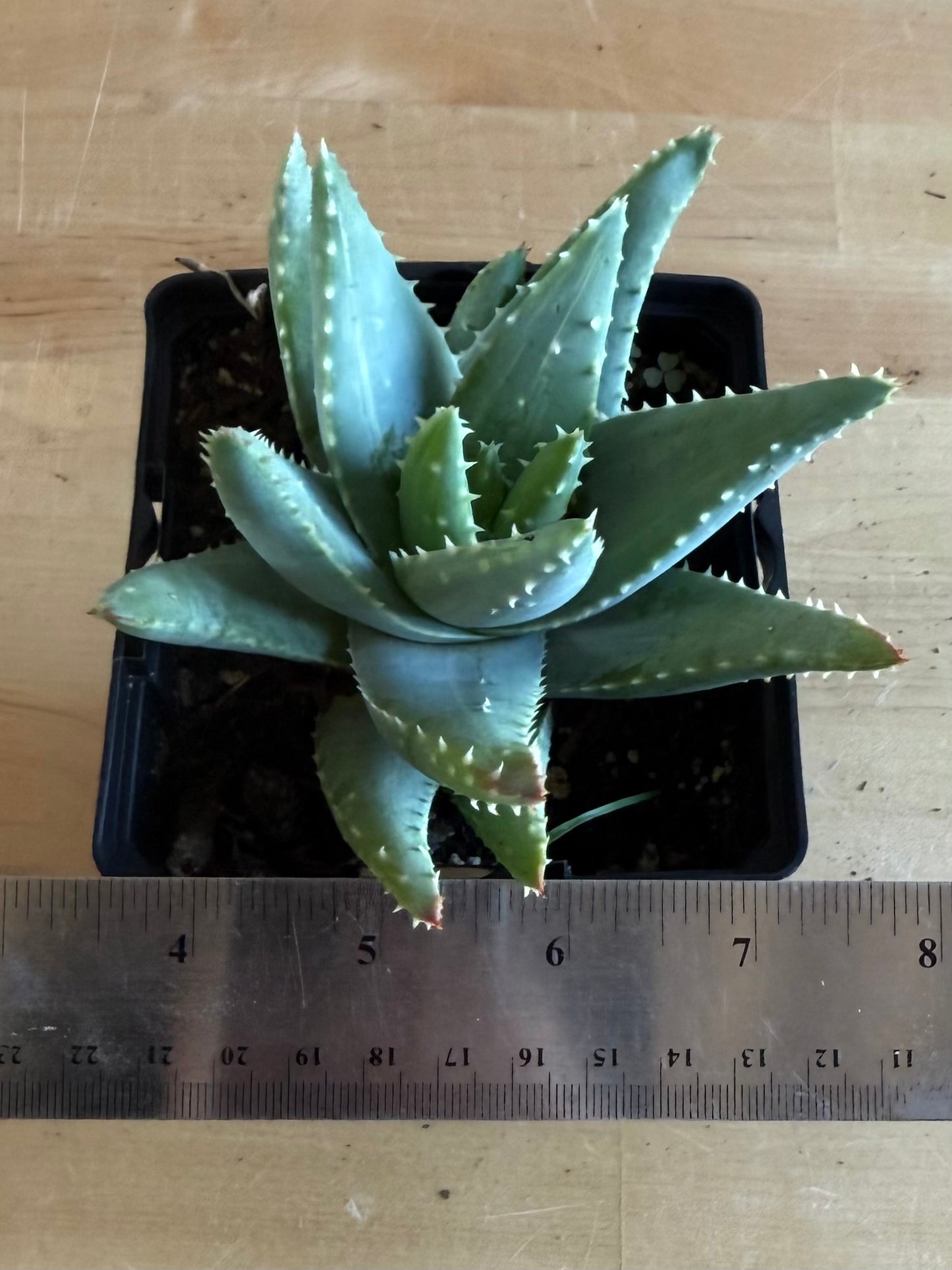 4-inch Variegated Aloe brevifolia SH64