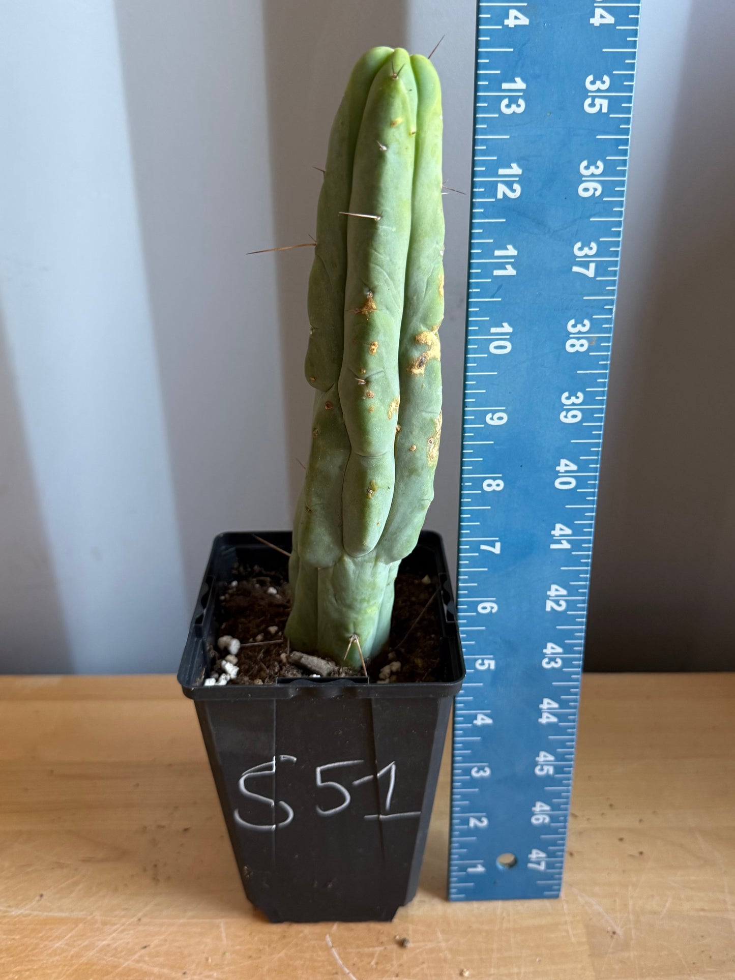 4-inch Landscape Monstrose Cactus S51