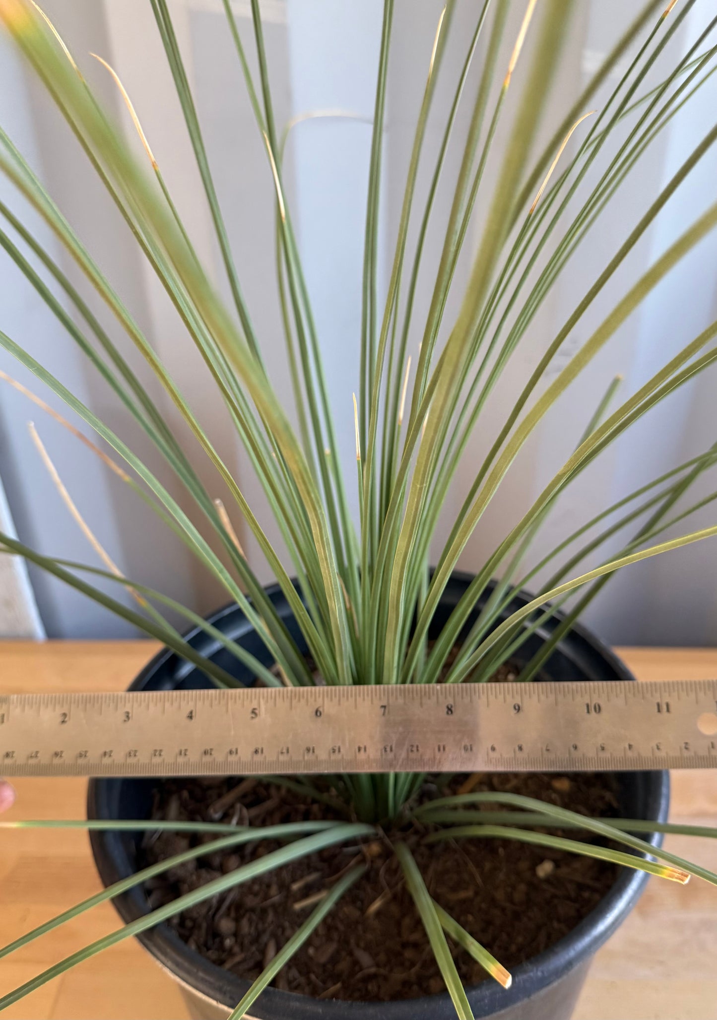 5gal Mexican Grass SH39 | Dasylirion longissimum