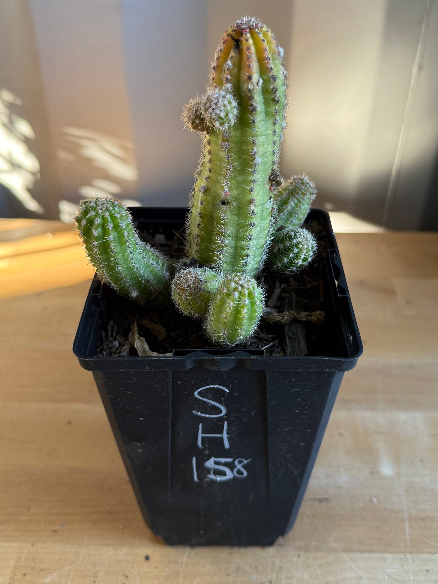 4-inch Echinopsis chamaecereus | Peanut Cactus SH158