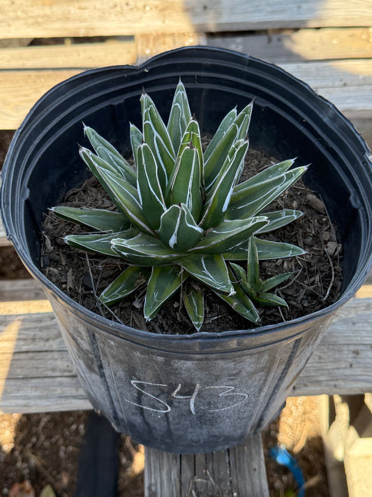 Agave victoriae-reginae S43 | Queen Victoria Agave