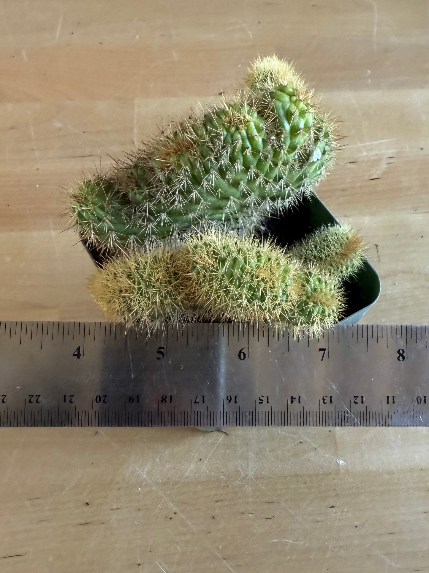 Crested Golden 'Rat Tail' Cactus | Cleistocactus winteri cristata SH82
